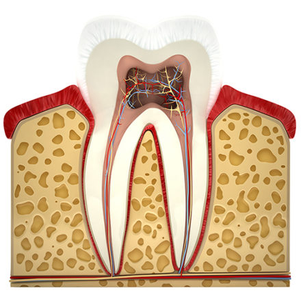 Qu'est-ce que l'endodontie ?